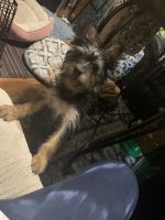 Yorkshire Terrier Puppies for sale in Spring Lake, NC, USA. price: $700