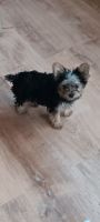 Yorkshire Terrier Puppies for sale in redford, Michigan. price: $15,002,400