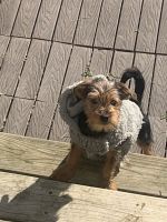 Yorkshire Terrier Puppies for sale in Accokeek, Maryland. price: $2,000