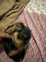 Yorkshire Terrier Puppies for sale in Orlando, Florida. price: $60,000