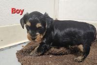 Yorkshire Terrier Puppies for sale in Myrtle Beach, SC, USA. price: $700