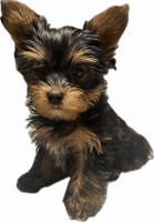 Yorkshire Terrier Puppies for sale in Temple Hills, Maryland. price: $1,100