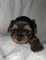 Yorkshire Terrier Puppies for sale in Gilroy, California. price: $2,000