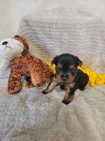 Yorkshire Terrier Puppies for sale in Coweta, OK, USA. price: $1,200