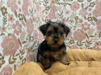 Yorkshire Terrier Puppies for sale in Greensboro, North Carolina. price: $400