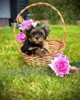 Yorkshire Terrier Puppies for sale in New Orleans, LA, USA. price: $1,000