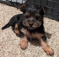 Yorkshire Terrier Puppies for sale in Union Grove, Alabama. price: $800