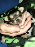 Yorkshire Terrier Puppies for sale in Pickens, South Carolina. price: $1,200