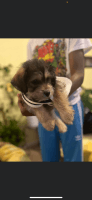 Yorkshire Terrier Puppies for sale in Atlanta, Georgia. price: $500