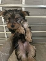 Yorkshire Terrier Puppies for sale in Ocala, FL, USA. price: $20,002,500