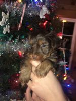 Yorkshire Terrier Puppies for sale in Mansfield, Ohio. price: $800