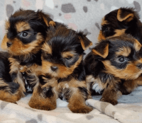 Yorkshire Terrier Puppies for sale in Toronto, Ontario. price: $750