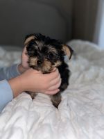 Yorkshire Terrier Puppies for sale in Wimberley, Texas. price: $2,200