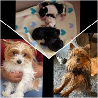 Yorkshire Terrier Puppies for sale in Dover, Delaware. price: $800