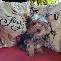 Yorkshire Terrier Puppies for sale in Windham, New Hampshire. price: $2,000