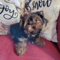 Yorkshire Terrier Puppies for sale in Windham, New Hampshire. price: $1,700
