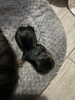 Yorkshire Terrier Puppies for sale in Kissimmee, Florida. price: $3,000