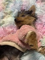 Yorkshire Terrier Puppies for sale in Brockton, MA 02302, USA. price: $1,600