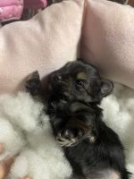 Yorkshire Terrier Puppies for sale in Brockton, Massachusetts. price: $1,200