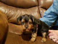 Yorkshire Terrier Puppies for sale in Mt. Pleasant, Texas. price: NA