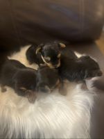 Yorkshire Terrier Puppies for sale in Orlando, Florida. price: $5,000