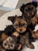 Yorkshire Terrier Puppies for sale in Scio, Oregon. price: $100,000