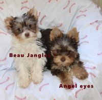 Yorkshire Terrier Puppies for sale in Leesville, LA 71446, USA. price: $1,500