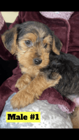 Yorkshire Terrier Puppies for sale in Merced, California. price: $500