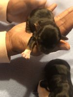 Yorkshire Terrier Puppies for sale in Houston, Texas. price: $2,000
