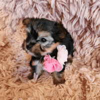 Yorkshire Terrier Puppies for sale in San Tan Valley, AZ, USA. price: NA
