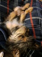 Yorkshire Terrier Puppies for sale in Lumberton, North Carolina. price: $600