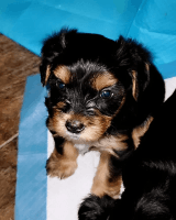 Yorkshire Terrier Puppies for sale in Cincinnati, Ohio. price: NA