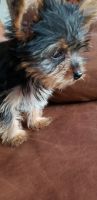 Yorkshire Terrier Puppies for sale in IN-3, Kendallville, IN, USA. price: $1,800