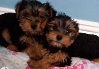 Yorkshire Terrier Puppies for sale in Seattle, Washington. price: $500