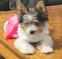 Yorkshire Terrier Puppies for sale in Pocatello, ID, USA. price: $1,600
