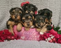 Yorkshire Terrier Puppies for sale in Jacksonville, Florida. price: $2,500
