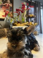 Yorkshire Terrier Puppies for sale in Los Angeles, California. price: $600