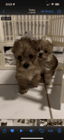 Yorkshire Terrier Puppies for sale in Fort Myers, FL, USA. price: $860