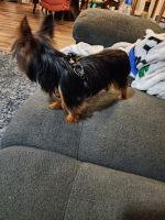 Yorkshire Terrier Puppies for sale in Tallahassee, Florida. price: $500