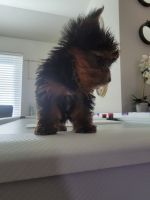 Yorkshire Terrier Puppies for sale in Ponchatoula, Louisiana. price: $1,300