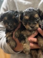Yorkshire Terrier Puppies for sale in Hemet, California. price: $3,000