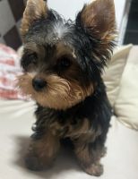 Yorkshire Terrier Puppies for sale in Boston, Massachusetts. price: $2,099