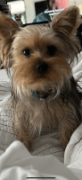 Yorkshire Terrier Puppies for sale in Kissimmee, Florida. price: $3,000