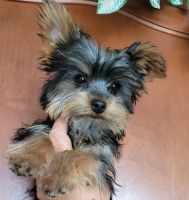 Yorkshire Terrier Puppies for sale in Lancaster, California. price: $2,000