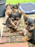 Yorkshire Terrier Puppies for sale in Oxon Hill, Maryland. price: $800