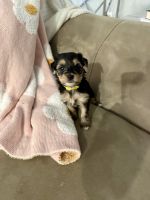 Yorkshire Terrier Puppies for sale in Brandon, Florida. price: $1,600