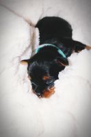 Yorkshire Terrier Puppies for sale in Decatur, Mississippi. price: $1,100