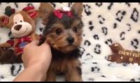 Yorkshire Terrier Puppies for sale in Lake Los Angeles, California. price: NA