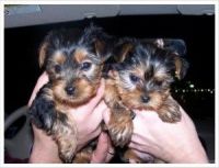 Yorkshire Terrier Puppies for sale in Lake Los Angeles, California. price: $250