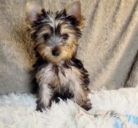 Yorkshire Terrier Puppies for sale in Moreno Valley, CA, USA. price: $700